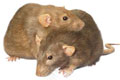 Rat & Rodent Control