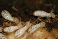 Termite ( Deemak ) Control
