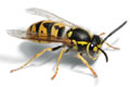 Wasps Control
